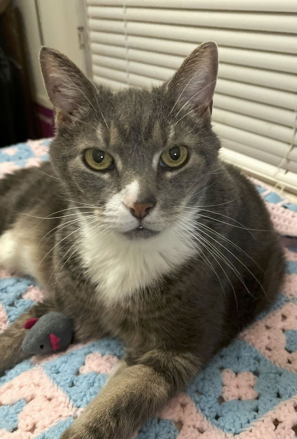 Humane Society of the Treasure Coast Adoptable Pets of the&nbsp;Week