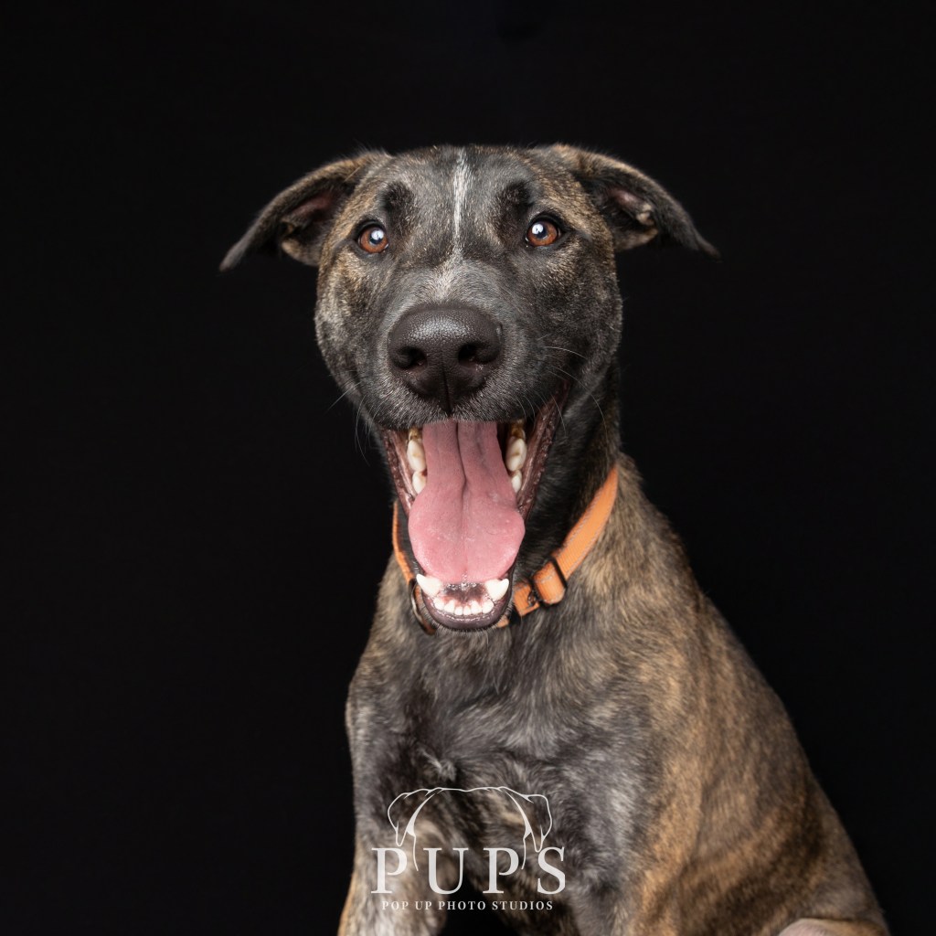 Adoptable Pets of the Week from the Humane Society of the Treasure Coast