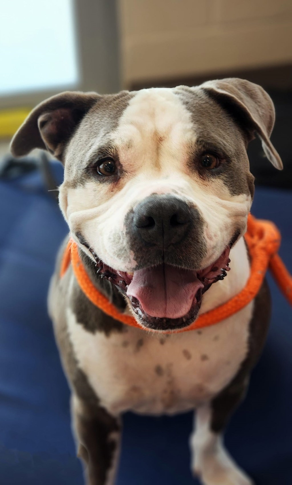 Adoptable Pets of the Week from the Humane Society of the Treasure&nbsp;Coast