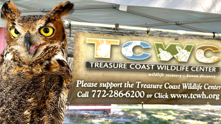 Treasure Coast Wildlife Center celebrating 50th anniversary