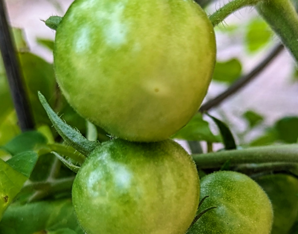 Treasure Coast Gardening – Tomato Time