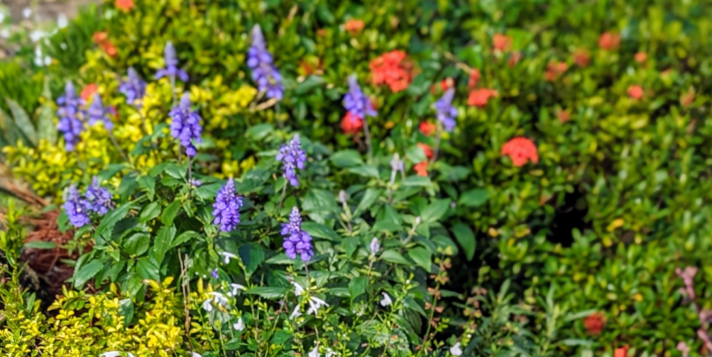 Flowering Butterfly Plants for Treasure Coast Gardens – Salvias