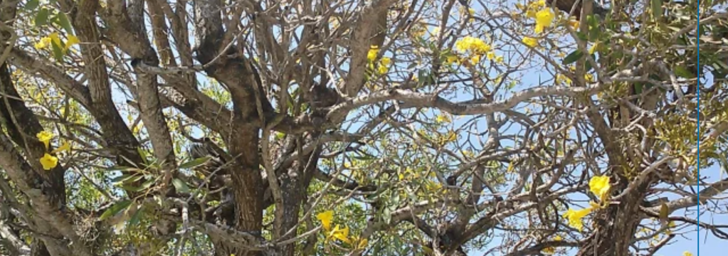 Golden Trumpet Tree Welcomes&nbsp;Spring