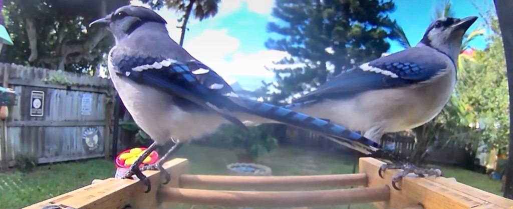 Episode 7: How I became the local “crazy bird&nbsp;lady”