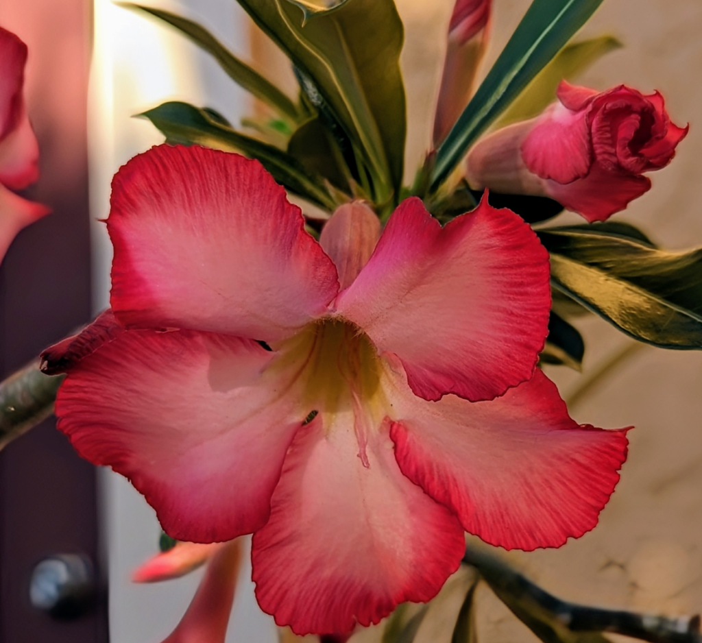 Easy Care Plants for Pots – Desert&nbsp;Rose