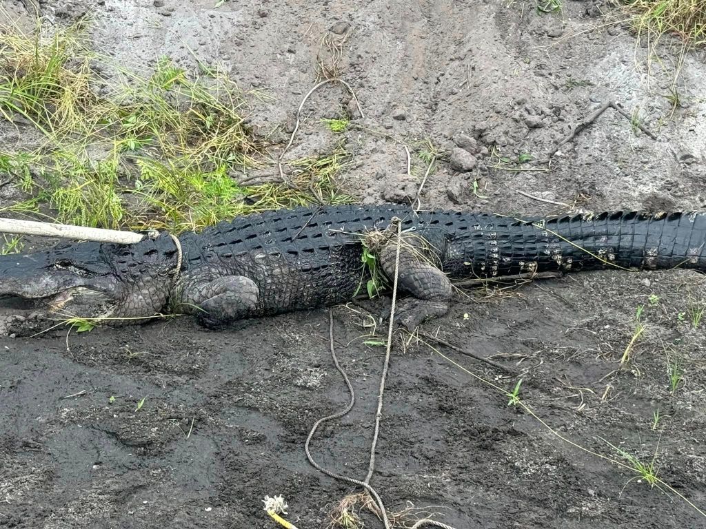 Agitated Gator takes bite out of local farm worker