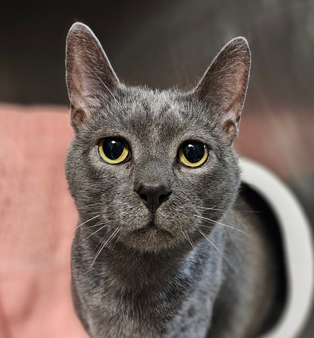 Adoptable Pets of the Week from the Humane Society of the Treasure&nbsp;Coast