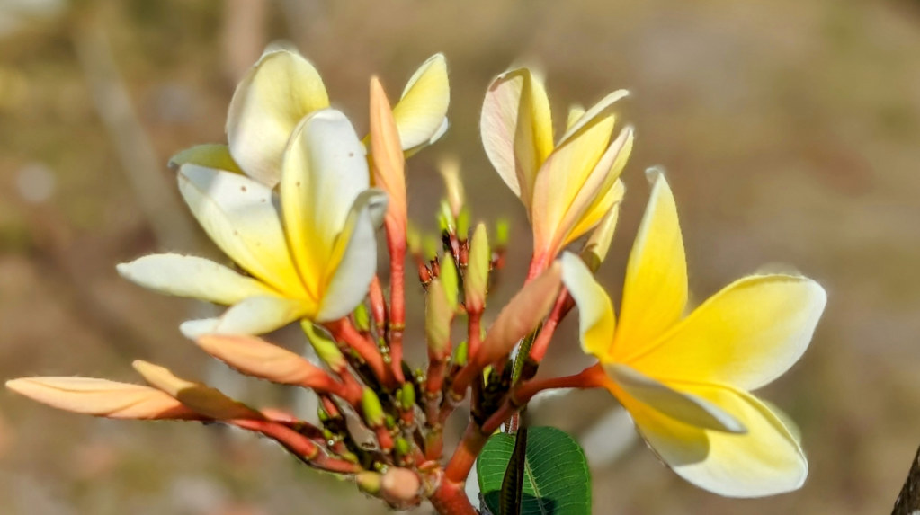 Fun with Frangipani or the Pleasures of&nbsp;Plumeria