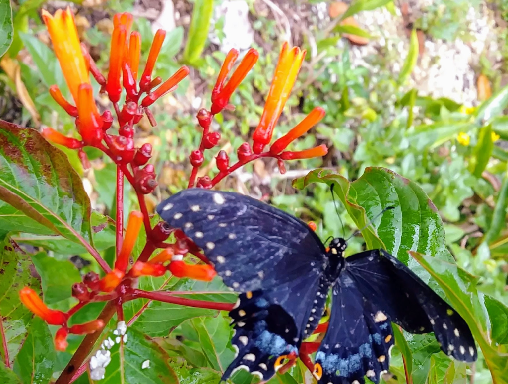 Treasure Coast Garden Gems – Fabulous&nbsp;Firebush