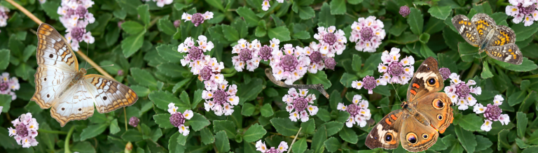 Lose some Lawn and Help Save Our&nbsp;Rivers