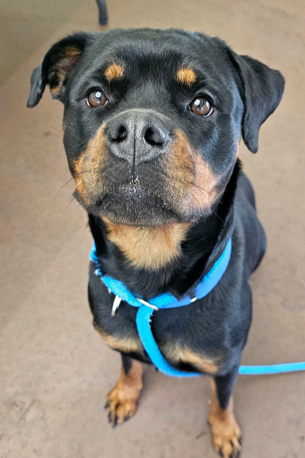 Adoptable Pets of the Week from the Humane Society of the Treasure&nbsp;Coast