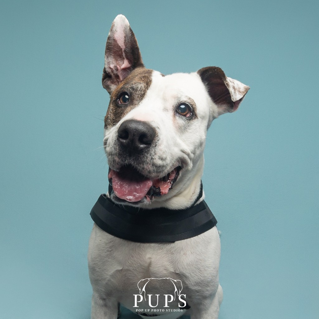 Adoptable Pets of the Week from the Humane Society of the Treasure&nbsp;Coast