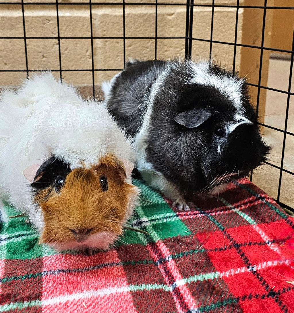 Adoptable Pets of the Week from the Humane Society of the Treasure&nbsp;Coast