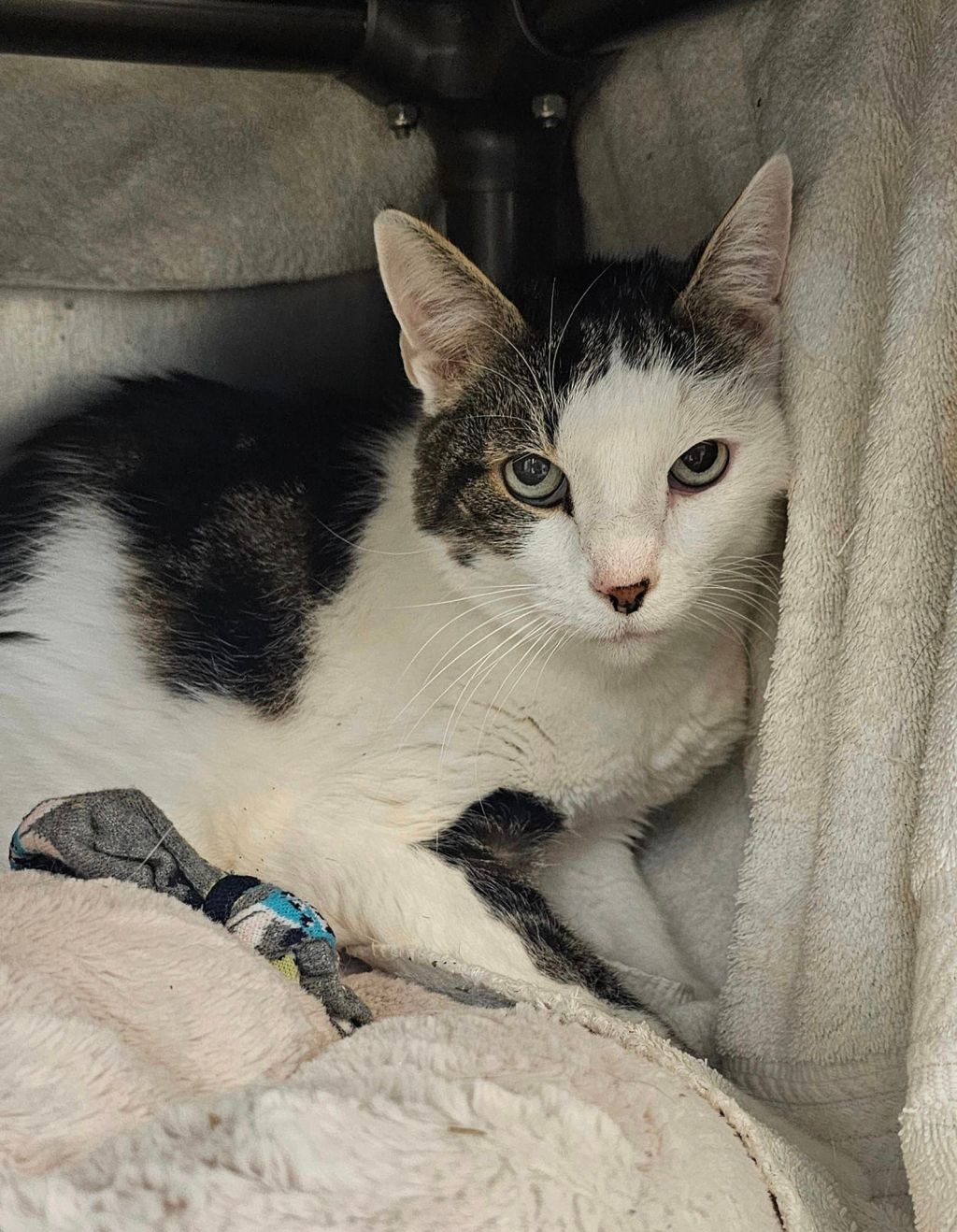 Adoptable Pets of the Week from the Humane Society of the Treasure&nbsp;Coast