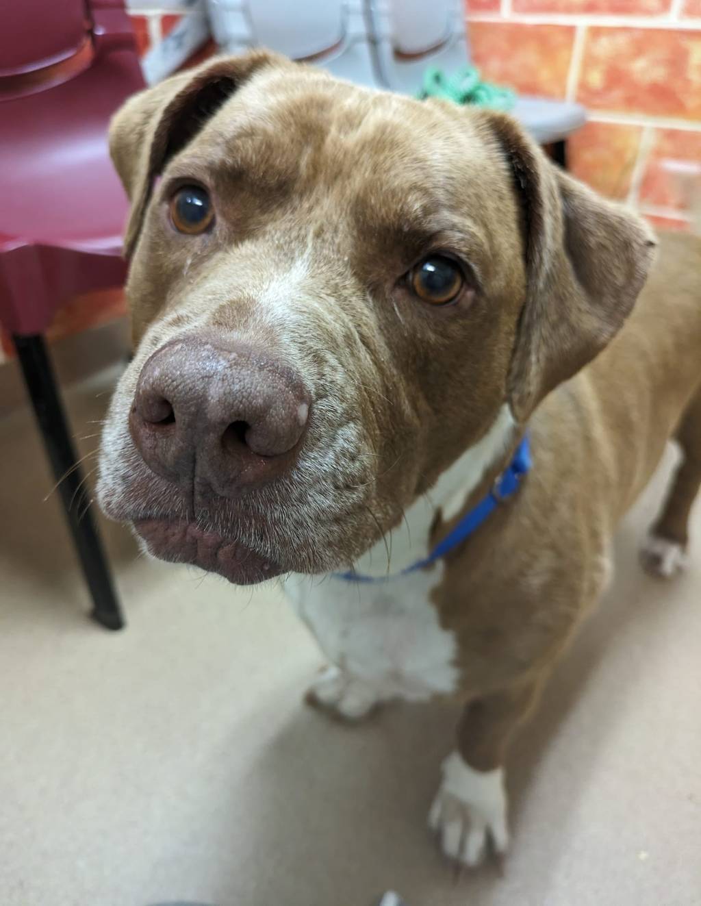 Adoptable Pets of the Week from the Humane Society of the Treasure&nbsp;Coast