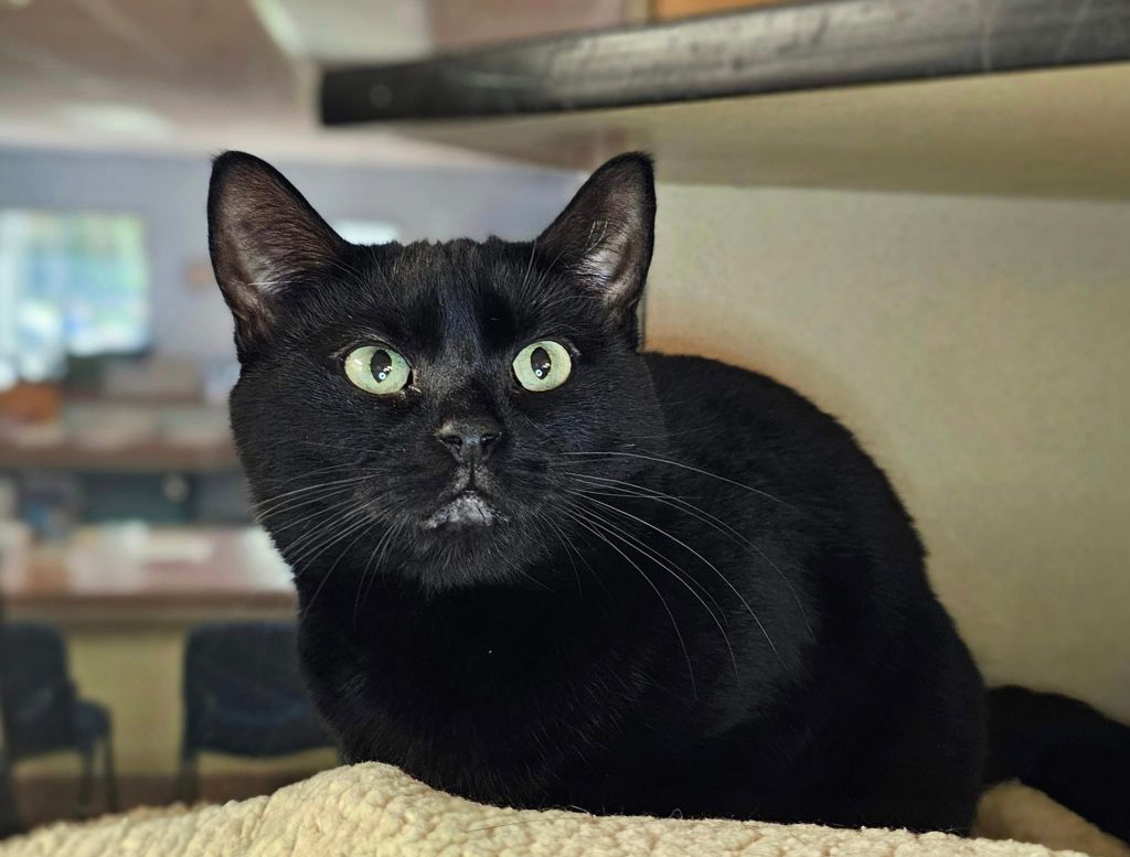 Adoptable Pets of the Week from the Humane Society of the Treasure&nbsp;Coast