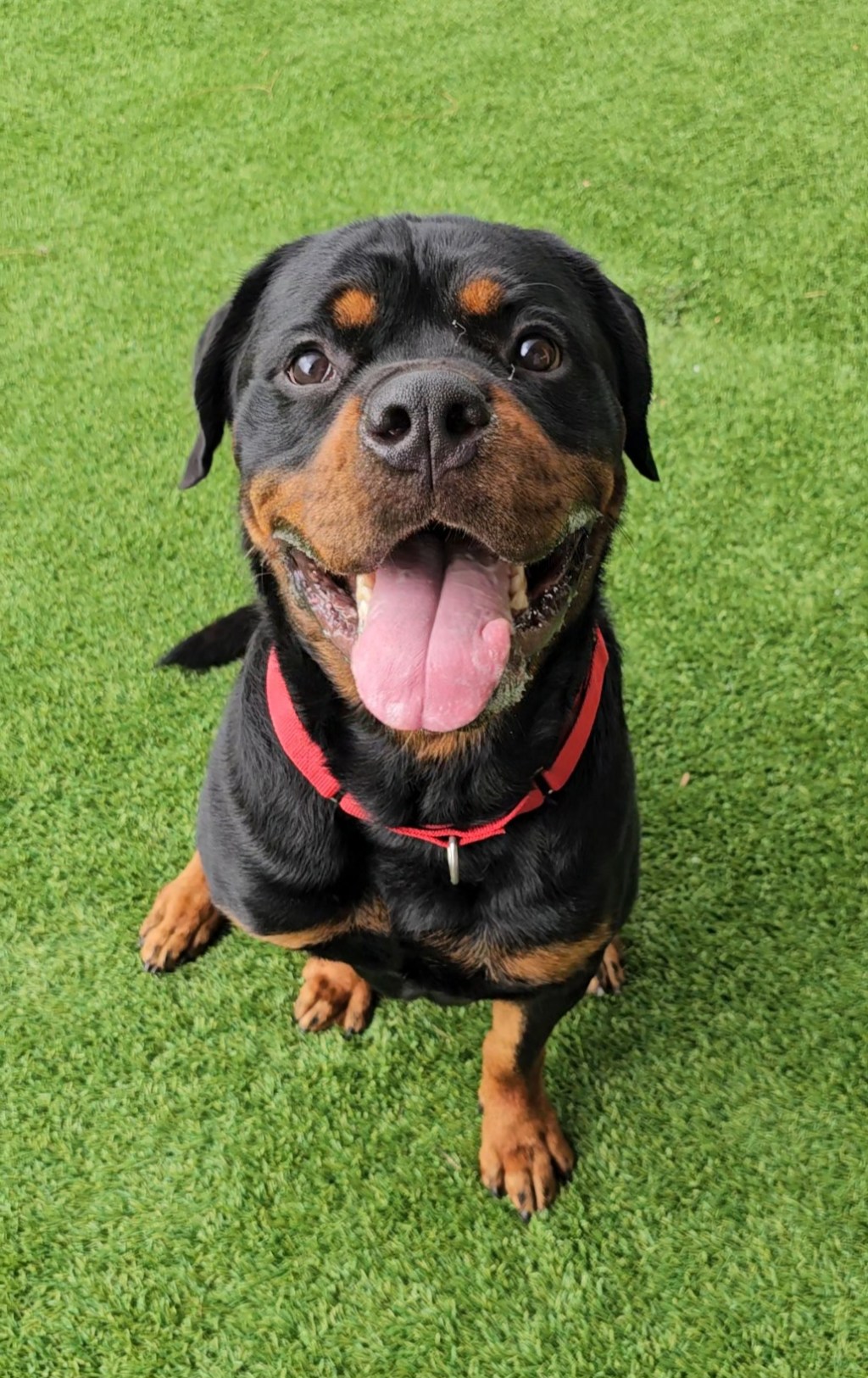 Adoptable Pets of the Week from the Humane Society of the Treasure&nbsp;Coast