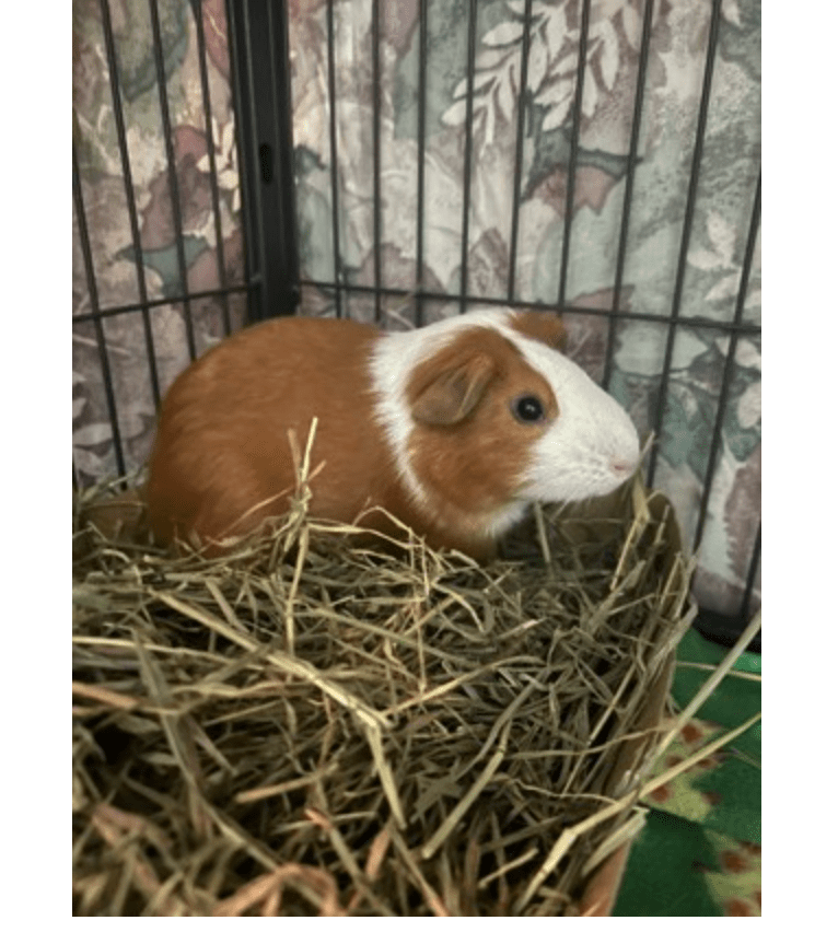 Adoptable Pets of the Week from the Humane Society of the Treasure&nbsp;Coast